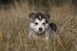 ALASKAN MALAMUTE 474